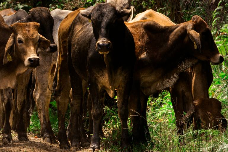 Original Symbolism Rural Life Photography by Andres Galan