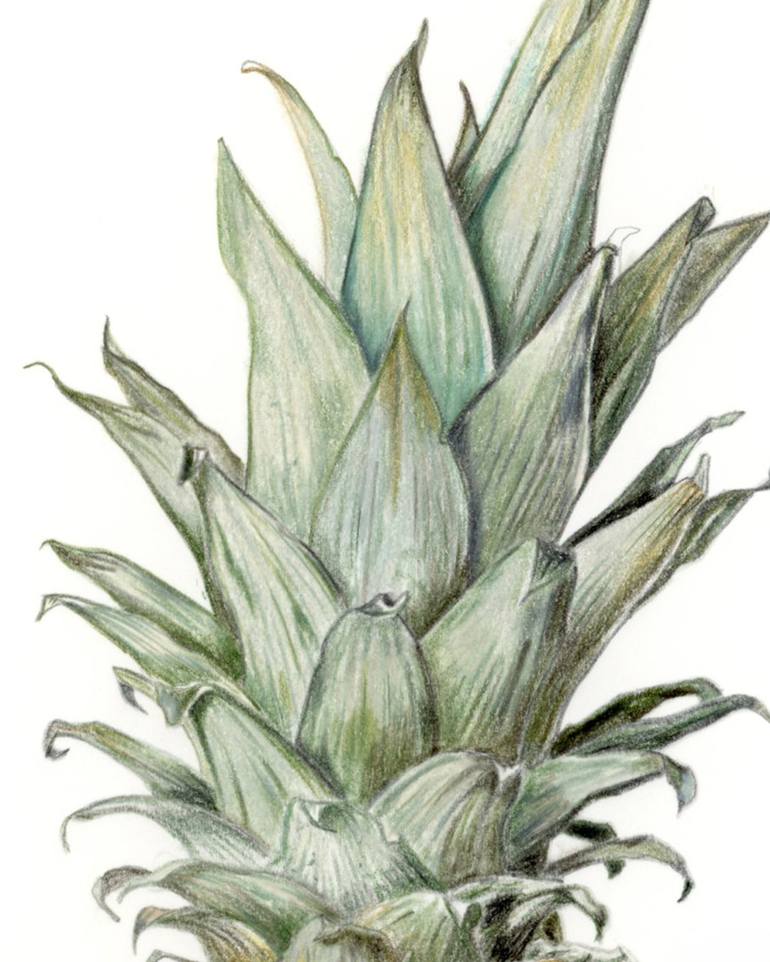 Original Contemporary Botanic Drawing by Victoria Beyer