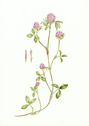 Original Illustration Botanic Paintings by Victoria Beyer