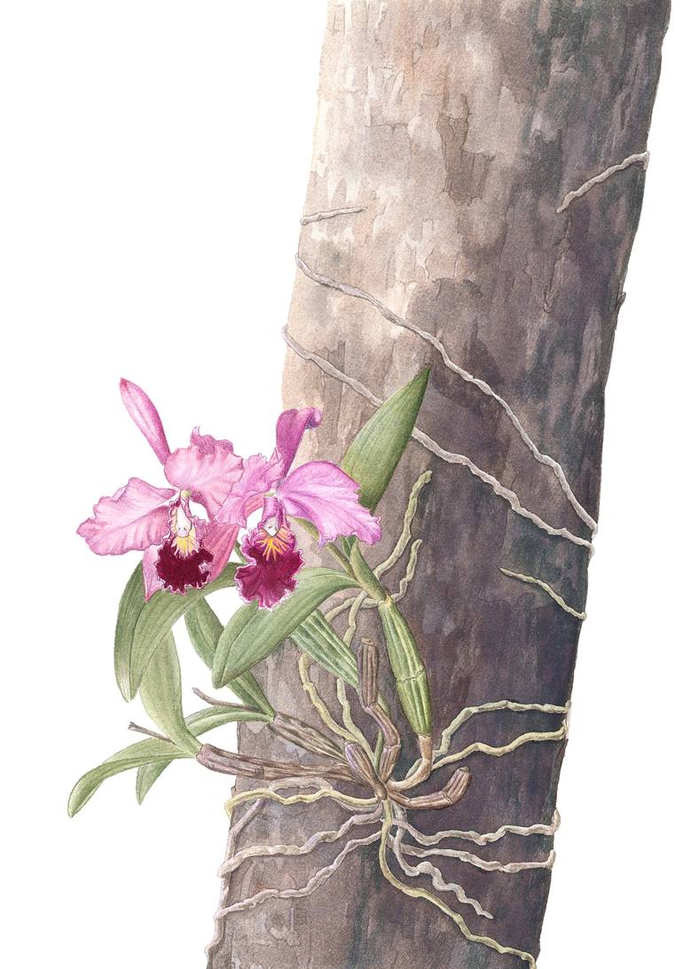 Print of Illustration Botanic Paintings by Victoria Beyer