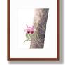 Cattleya Framed