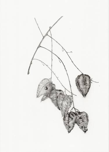 Original Photorealism Botanic Drawings by Victoria Beyer