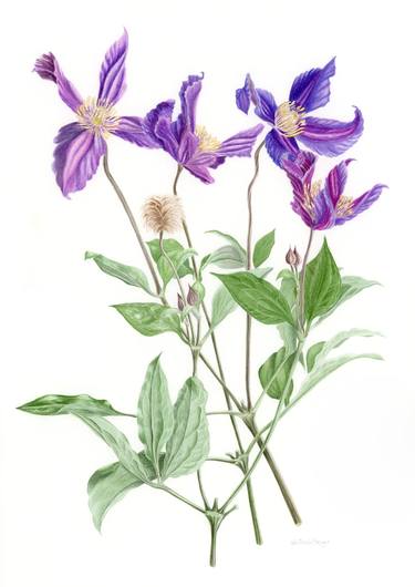 Original Fine Art Botanic Paintings by Victoria Beyer