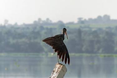 Original Fine Art Animal Photography by Sergio Cerezer
