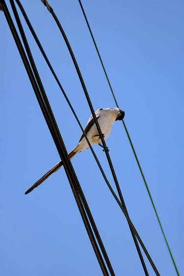 Print of Animal Photography by Sergio Cerezer