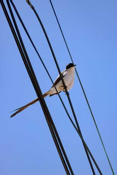 Original Art Deco Animal Photography by Sergio Cerezer