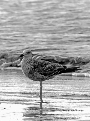 Original Beach Photography by Sergio Cerezer