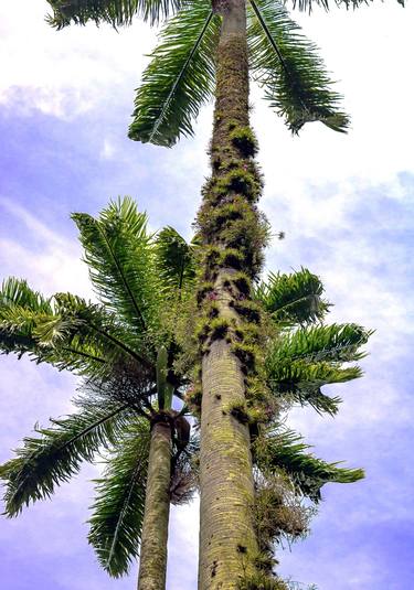 Print of Conceptual Tree Photography by Sergio Cerezer