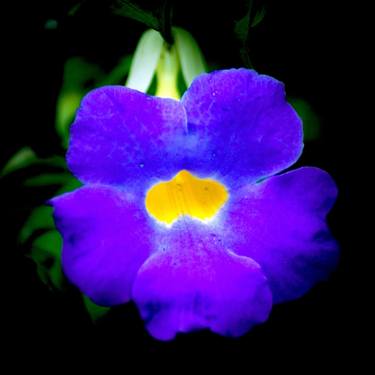Original Conceptual Floral Photography by Sergio Cerezer