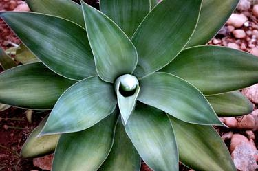 Print of Conceptual Botanic Photography by Sergio Cerezer