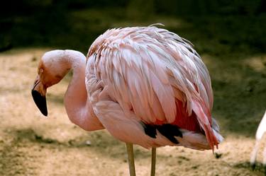 Original Animal Photography by Sergio Cerezer