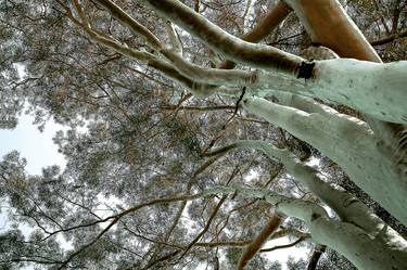 Print of Conceptual Tree Photography by Sergio Cerezer