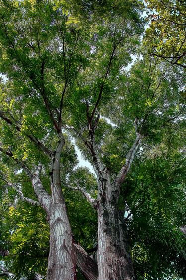 Original Conceptual Tree Photography by Sergio Cerezer