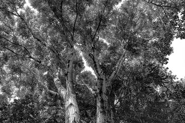 Original Tree Photography by Sergio Cerezer