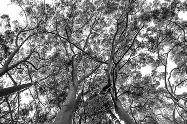 Original Abstract Expressionism Tree Photography by Sergio Cerezer