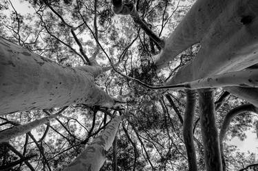 Original Tree Photography by Sergio Cerezer