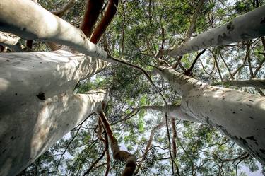 Print of Conceptual Tree Photography by Sergio Cerezer