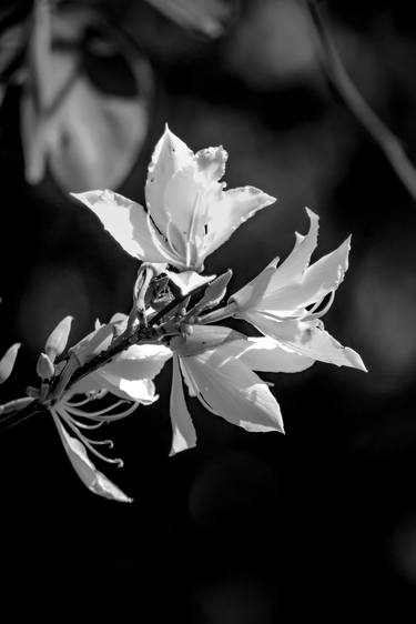 Original Floral Photography by Sergio Cerezer