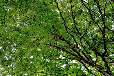 Print of Conceptual Tree Photography by Sergio Cerezer