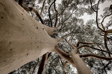 Print of Conceptual Tree Photography by Sergio Cerezer