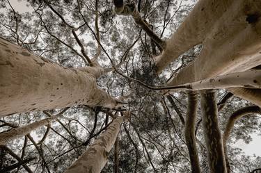 Original Conceptual Tree Photography by Sergio Cerezer