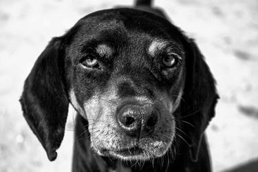 Original Conceptual Animal Photography by Sergio Cerezer