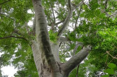 Original Contemporary Botanic Photography by Sergio Cerezer
