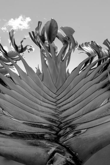 Original Abstract Expressionism Botanic Photography by Sergio Cerezer