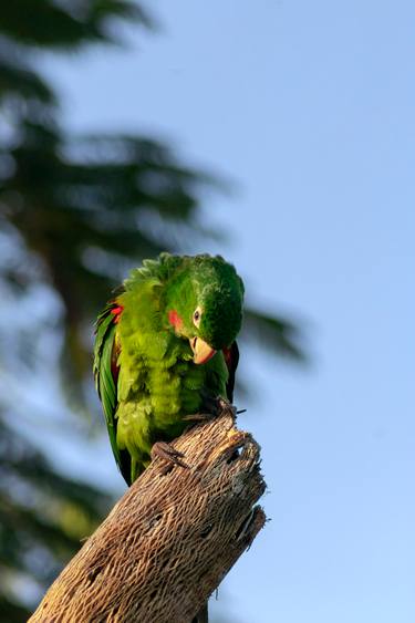 Original Conceptual Animal Photography by Sergio Cerezer