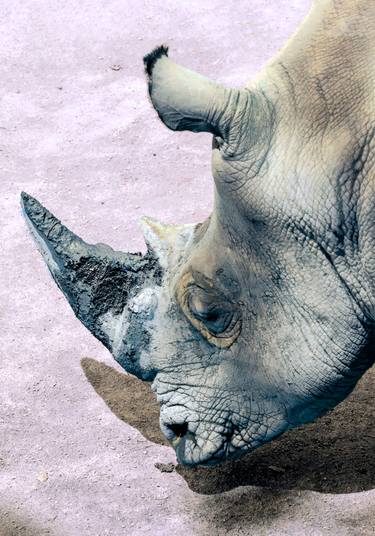 Original Abstract Expressionism Animal Photography by Sergio Cerezer