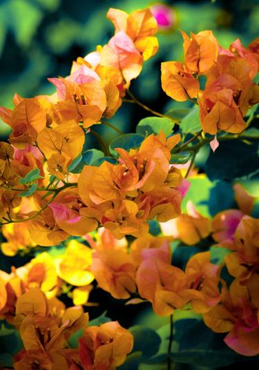 Original Abstract Expressionism Floral Photography by Sergio Cerezer