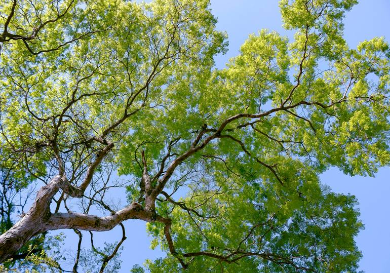 Original Nature Photography by Sergio Cerezer | Classicism Art on Paper | The Tree of Knowledge