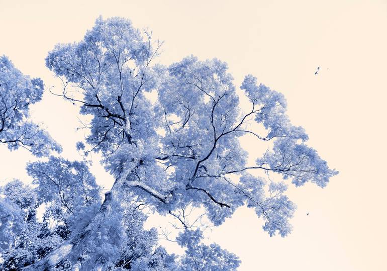 Original Nature Photography by Sergio Cerezer | Abstract Expressionism Art on Paper | The Tree of Knowledge