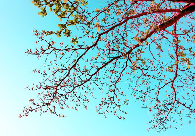 Original Nature Photography by Sergio Cerezer | Art Deco Art on Paper | The Tree of Knowledge