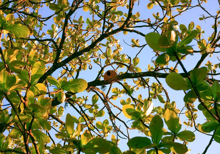 Original Nature Photography by Sergio Cerezer | Art Nouveau Art on Paper | The Tree of Knowledge