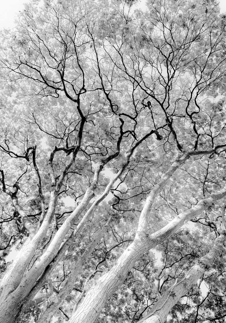 Original Abstract Photography by Sergio Cerezer | Abstract Expressionism Art on Paper | The Tree of Knowledge