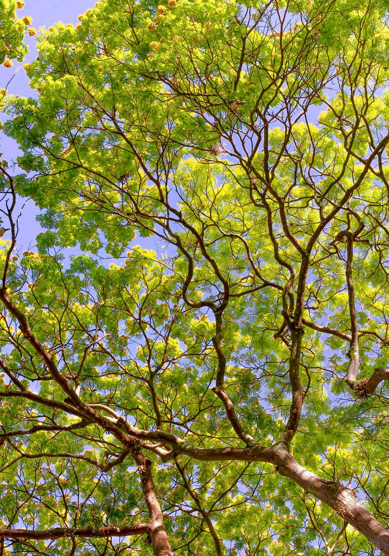 Original Nature Photography by Sergio Cerezer | Art Nouveau Art on Paper | The Tree of Knowledge