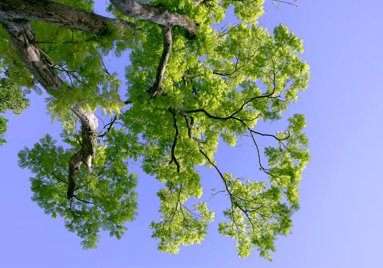 Original Garden Photography by Sergio Cerezer | Art Nouveau Art on Paper | The Tree of Knowledge