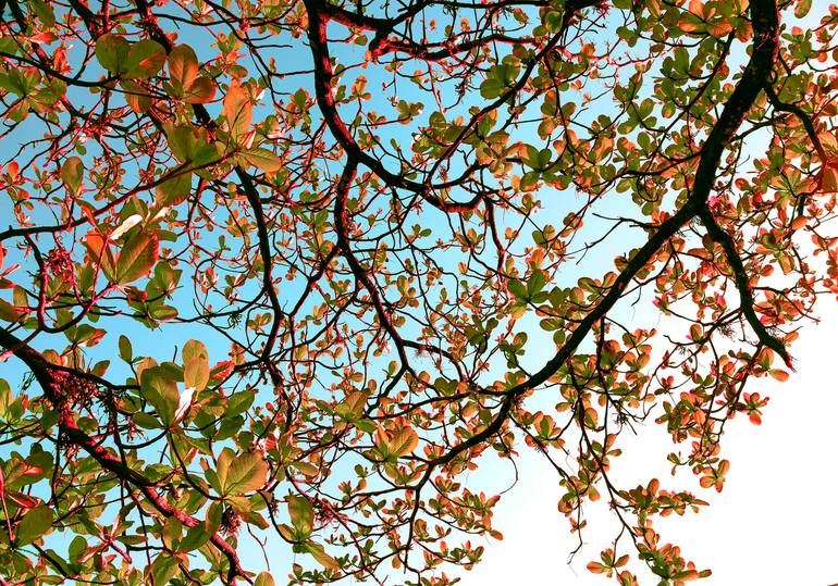 Original Abstract Photography by Sergio Cerezer | Abstract Expressionism Art on Paper | The Tree of Knowledge