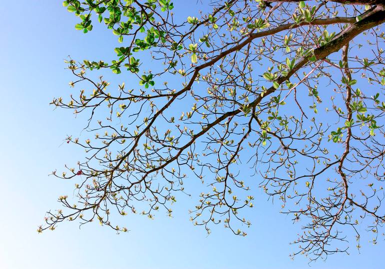 Original Botanic Photography by Sergio Cerezer | Abstract Expressionism Art on Paper | The Tree of Knowledge