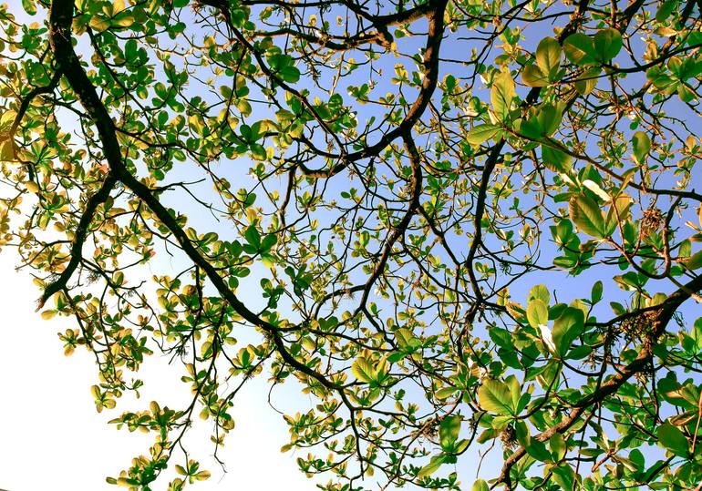 Original Botanic Photography by Sergio Cerezer | Art Nouveau Art on Paper | The Tree of Knowledge