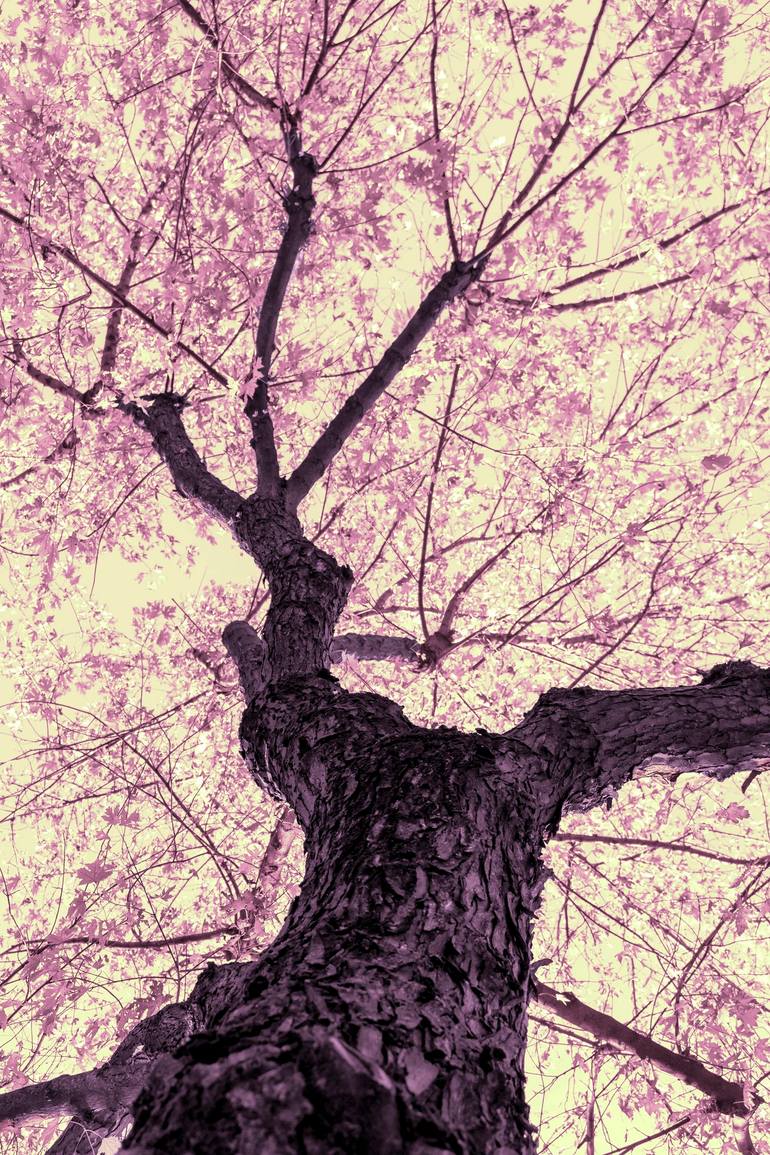 Original Nature Photography by Sergio Cerezer | Abstract Expressionism Art on Paper | The Tree of Knowledge