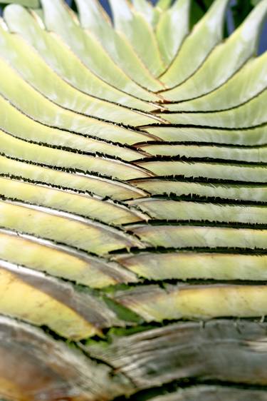 Original Abstract Expressionism Botanic Photography by Sergio Cerezer
