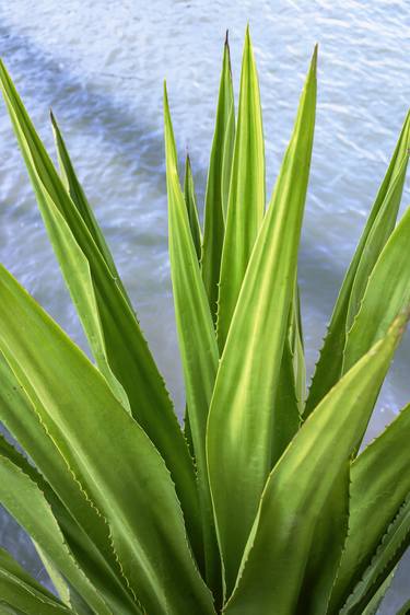 Original Abstract Expressionism Botanic Photography by Sergio Cerezer