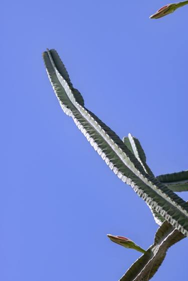 Original Abstract Expressionism Botanic Photography by Sergio Cerezer