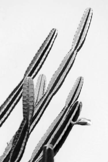 Original Black & White Garden Photography by Sergio Cerezer