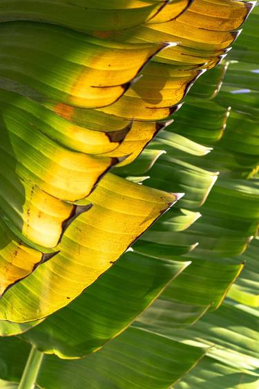 Original Art Nouveau Botanic Photography by Sergio Cerezer