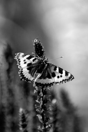 On the Wings of Angels thumb