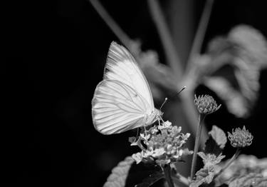 Print of Floral Photography by Sergio Cerezer