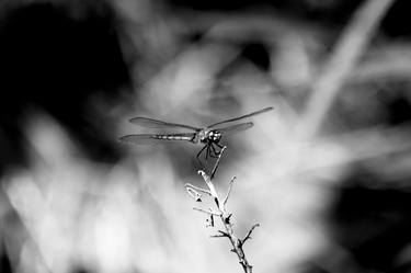 Print of Abstract Expressionism Animal Photography by Sergio Cerezer